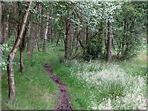 NY9760 : Path in Dipton Wood by Mike Quinn
