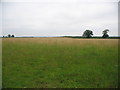 Farmland off Langham Lane