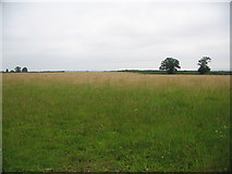 ST7726 : Farmland off Langham Lane by Phil Williams