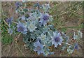 Celyn y m?r (Eryngium maritimum) Sea Holly