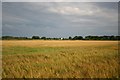 Ripening barley