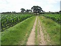 Public Path through the Sweet Corn