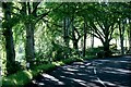 A leafy bend on the B96 near Portglenone