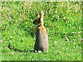 SU2282 : Rabbit, Hinton Parva combe by Brian Robert Marshall