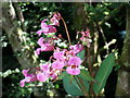 Himalayan Balsam (Impatiens glandulifera)