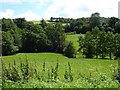 Brook through the pasture above Cyfronydd