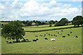 Cross Border Cows.