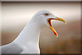 A Cornish seagull