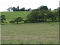 Pasture and woods south of Palm Strothers (2)