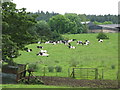 Pasture below White House Farm