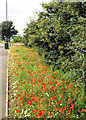 Late flowering new roadside poppies.