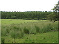 Rough pasture and Building Plantation near Holly Hill