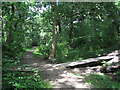 Nature Trail, Clinkham Wood