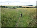 Heading towards Wharram Percy