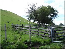 SJ1608 : Sheep pen, sheep and hillside by Penny Mayes
