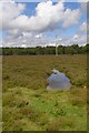 Power lines on the heath, Burbush, New Forest