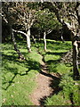 Path entering woodland near West Dizzard