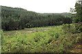 Forest clearing with the ruins of a copper mine