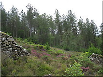 SH7425 : Heather and rhododendron in a clearing on Gallt Dol-frwynog by Eric Jones