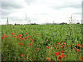 Poppies and sugar beet alongside Hunster Flat Lane