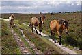 SU1901 : Ponies south of Long Pond, New Forest by Jim Champion