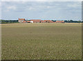 Cornfield looking across to Norwith Hill