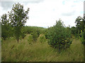 Tree planting near Austerfield