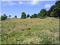 Rough grazing field at Chapel on Leader