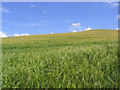 Barley field near Galadean