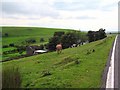 Mount Pleasant Farm with cattle