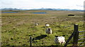 Interested locals at Loch a Ghainmhich