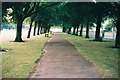 Avenue of leaning trees