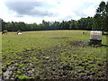 Grazing near Braidwood House