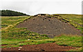 Sheep on spoil heap