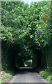 H9798 : A Leafy Tunnel by Cormac Duffin