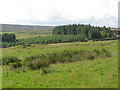 Rough pasture, plantations and cottage at Boltshope Park