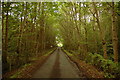 Road through trees near Arabella