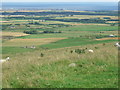 Waughton Hill - North Slope