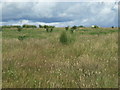 Waughton Hill - highest point