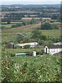 Apple orchards at Putley