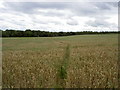 Footpath through a Wheat field.