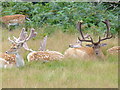 TQ1970 : Fallow Deer in Richmond Park by Colin Smith