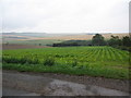 Crop near Keysley Farm