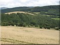 Wheat field, Barland