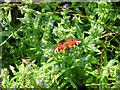 Peacock Butterfly (Inachis io)