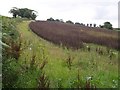 Field above Winsham