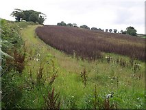 ST3807 : Field above Winsham by Derek Harper