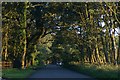 Trees at Formby Hall in late evening light.