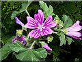 Common Mallow (Malva sylvestris)