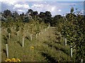 Regimented Planting